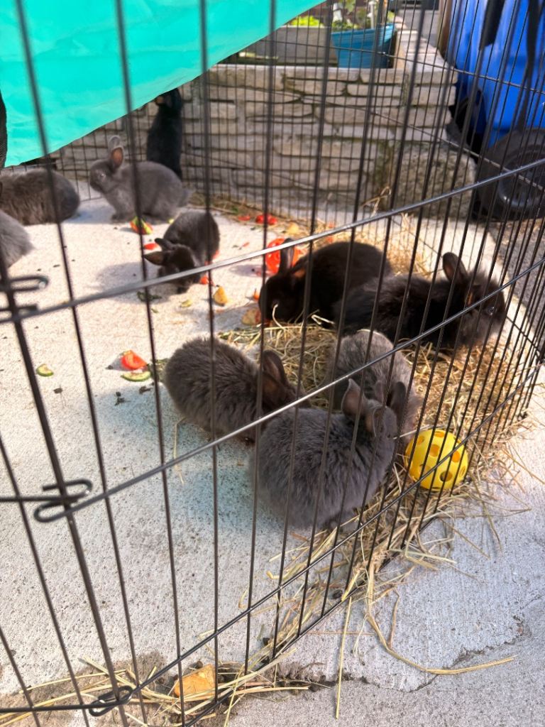 Bunnies