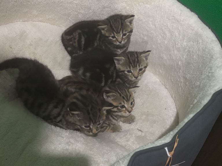 Kittens tabby 4 weeks two girls two boys 75 each 