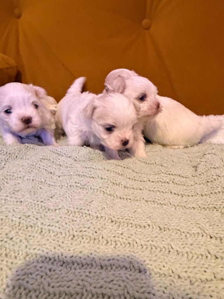 Korean Maltise ready to reserve 