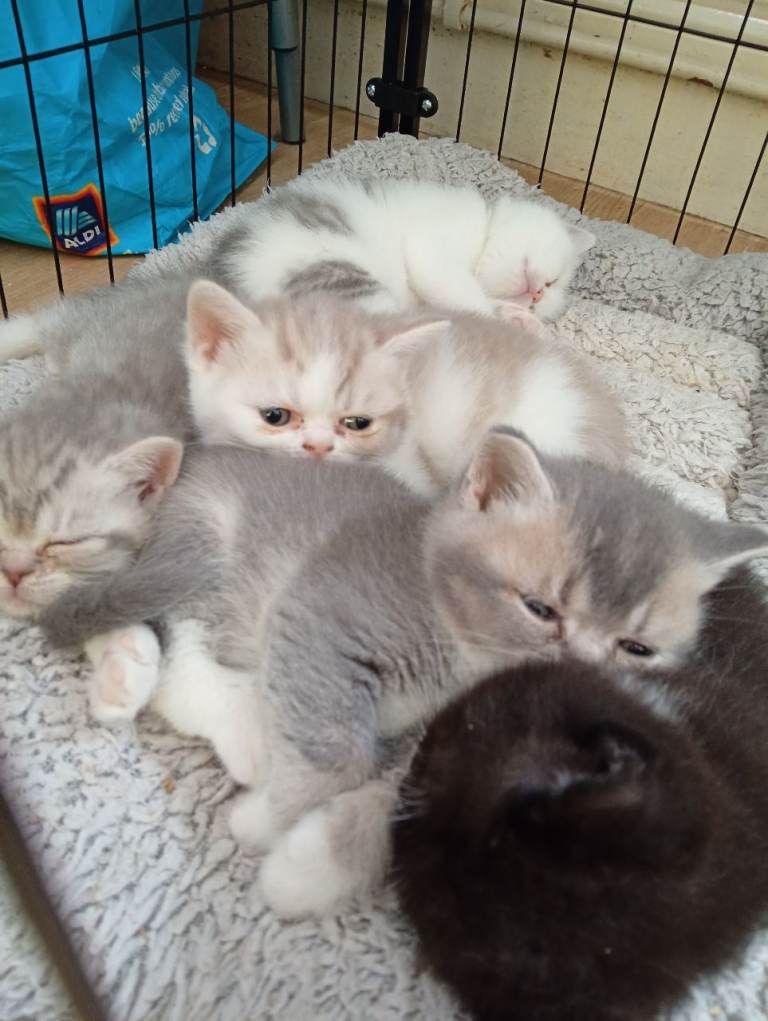 Exotic shorthair x Scottish straight 