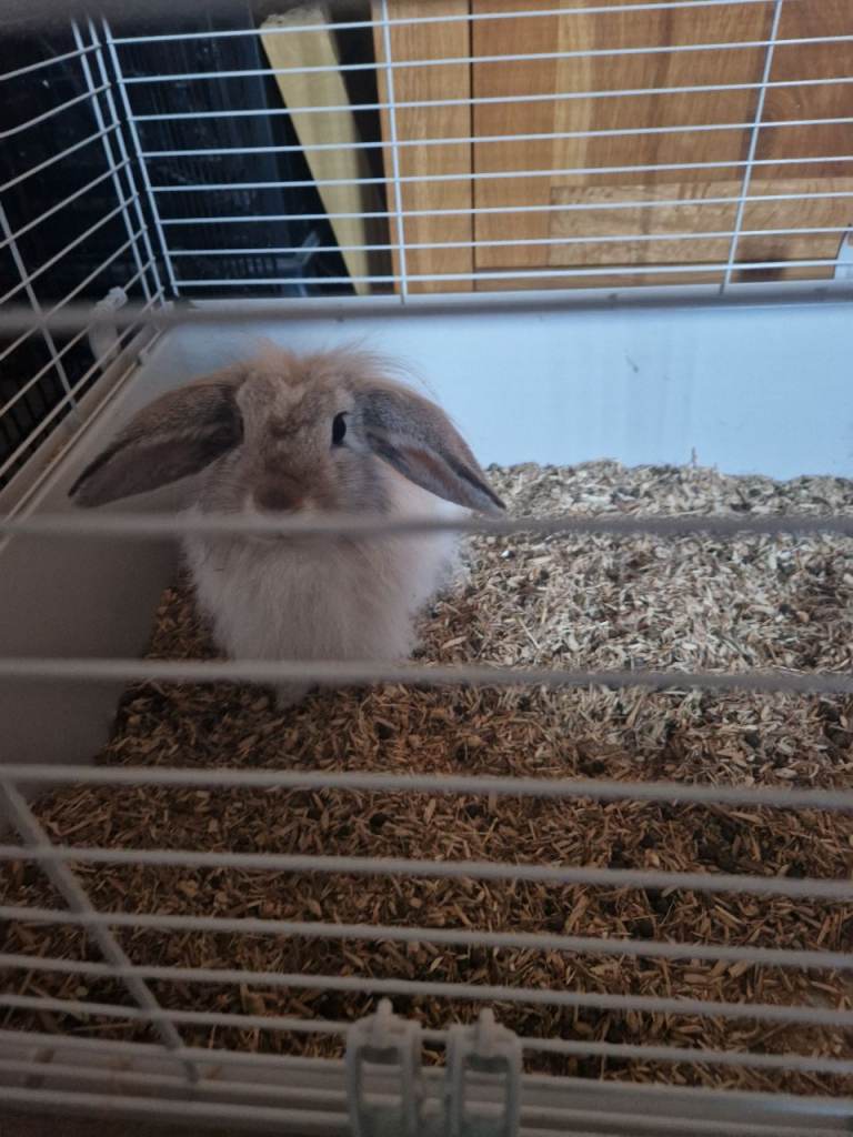 Cream rabbit 