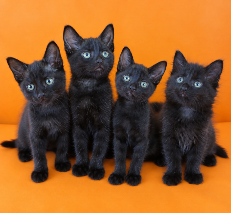 Four adorable black kittens looking for new homes