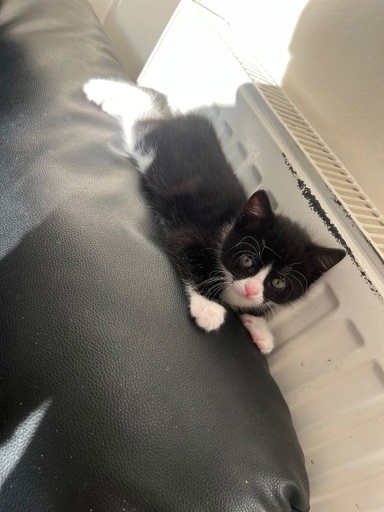 Kittens black and white 