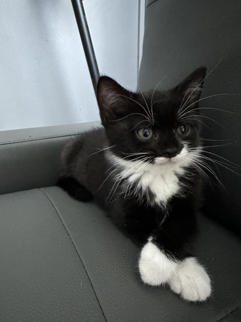Playful British Shorthair & Longhair Mix Kittens