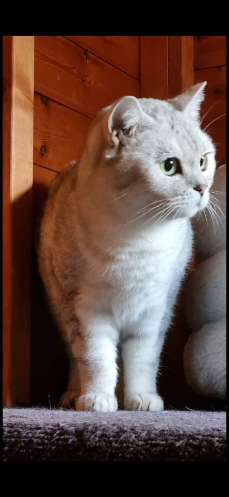 Beautiful silver BSH girl with green eyes
