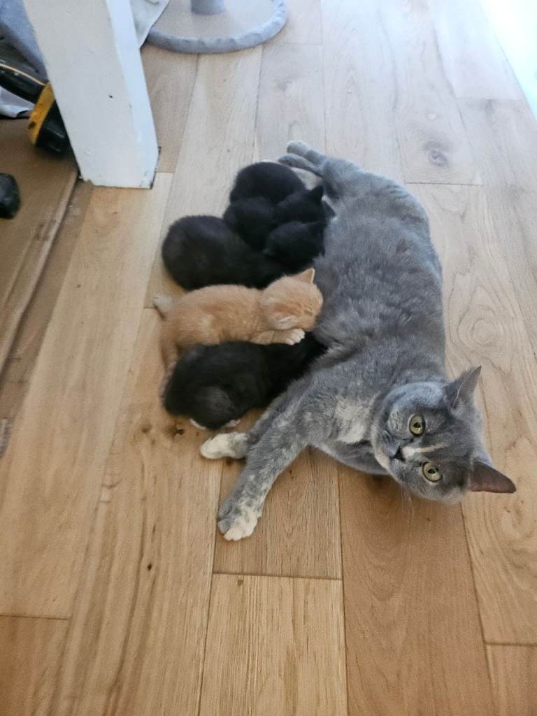 Kittens available