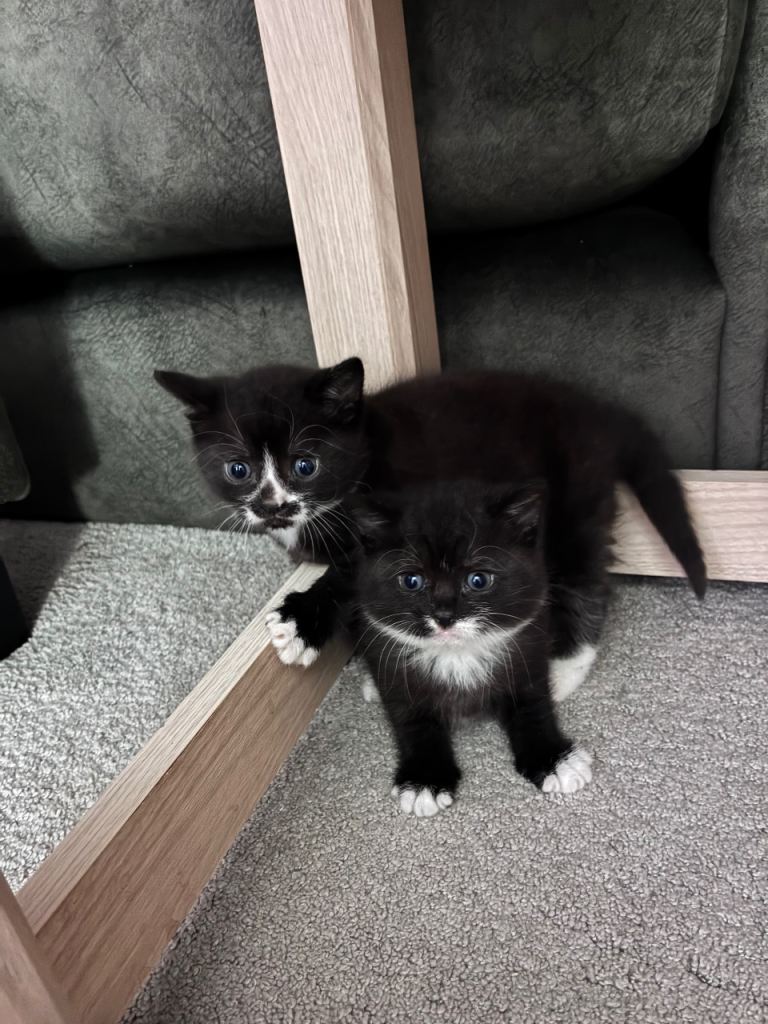 Cutest fluffy grey black kittens