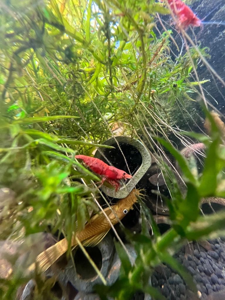 Fire red cherry shrimp Tank clearance ‼️
