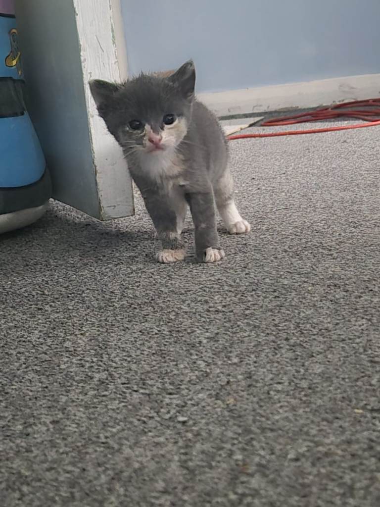 Kittens for sale