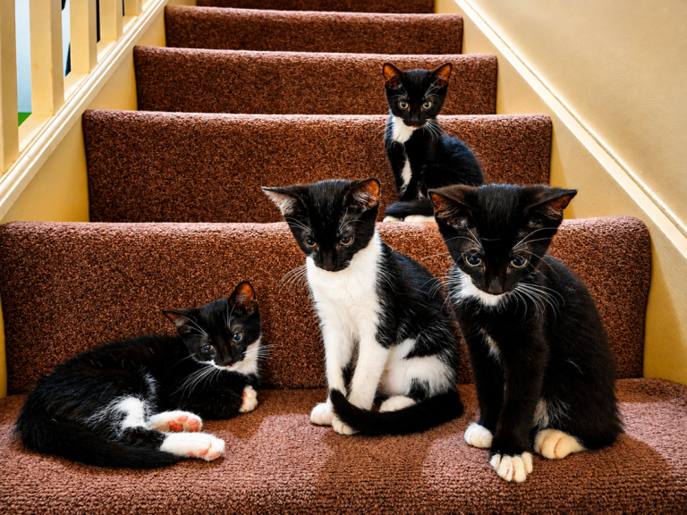 Male Kittens Tuxedo Coat