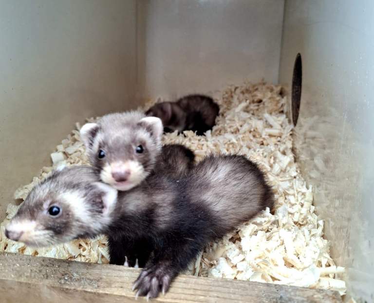 Adorable Young Ferrets Ready for New Homes!