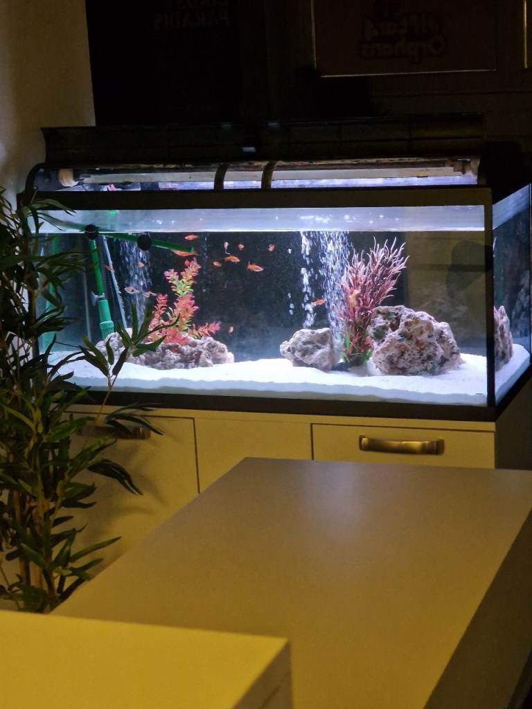 Fish Tank - All Inclusive 