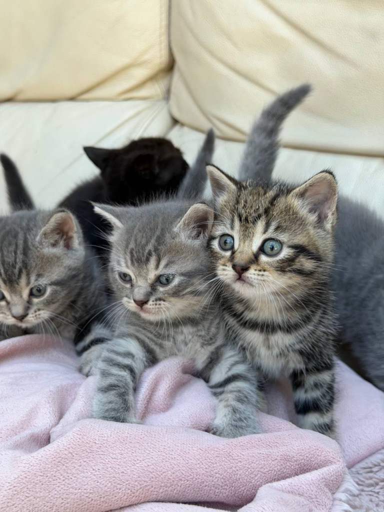 Cute & Playful Kittens (British Shorthair Mom) Looking for Loving Homes! 🐾