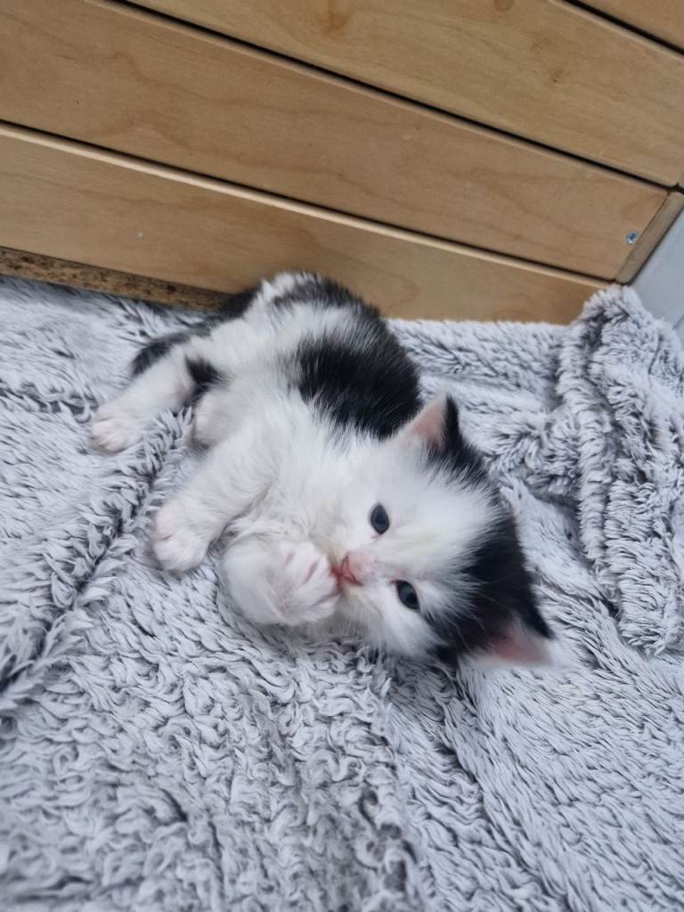 Stunning Black & White and Black Kittens – Ready 30th October