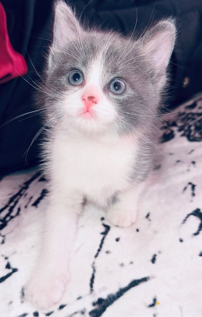 ♥️ British Shorthair and log hair Kittens ♥️