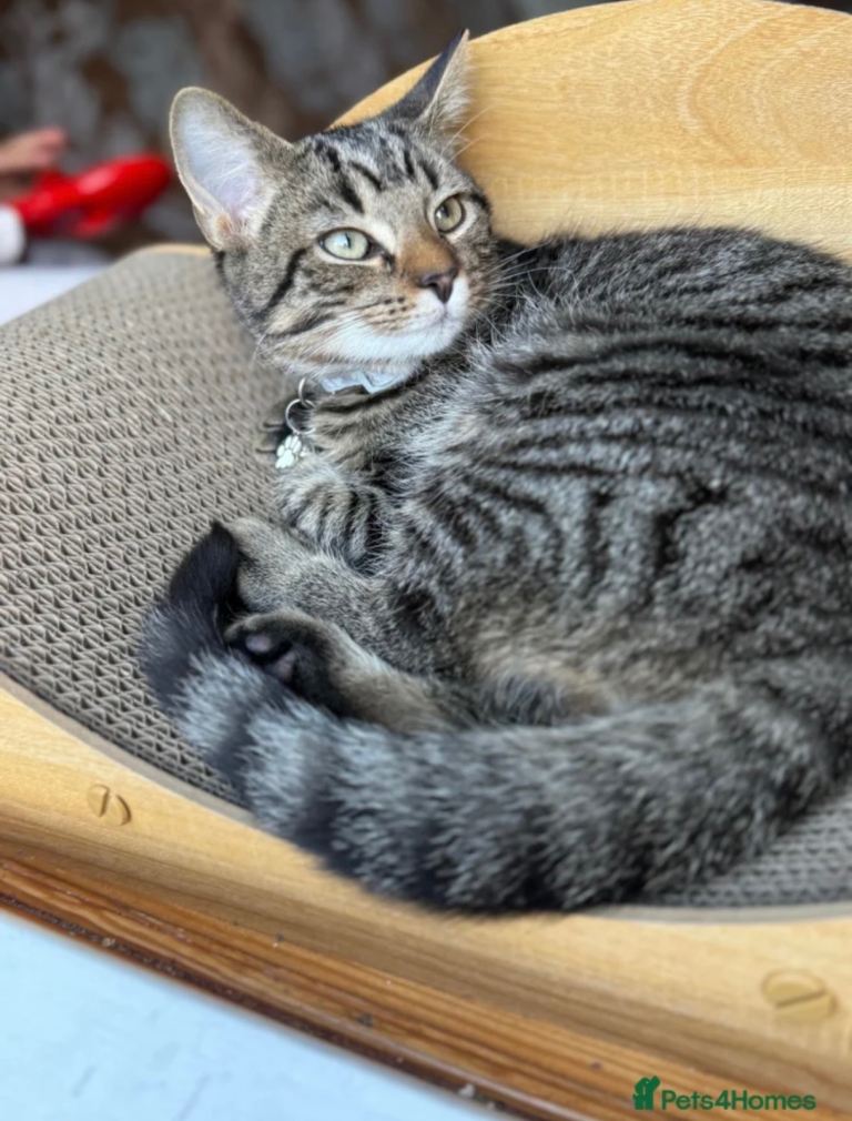 Male cat