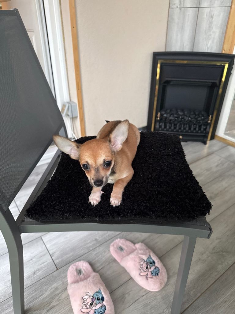I am selling a 8 week old mini Chihuahua
