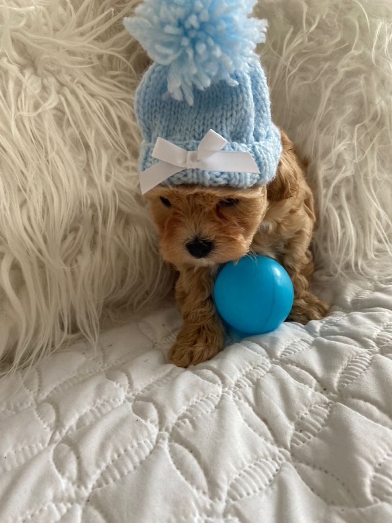 Teacup maltipoo puppies 