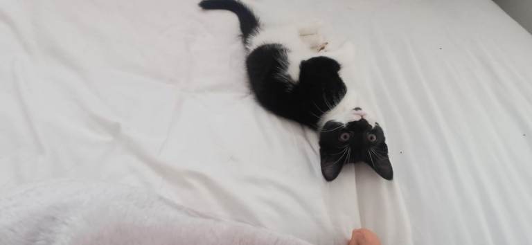 Kittens ready for forever homes 