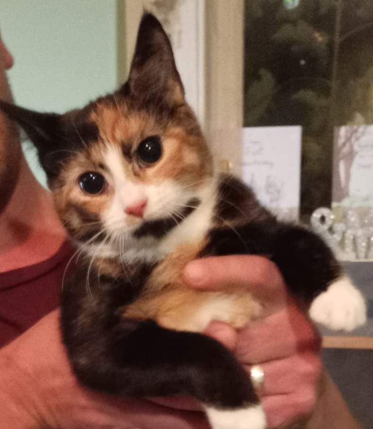 Kittens need forever home