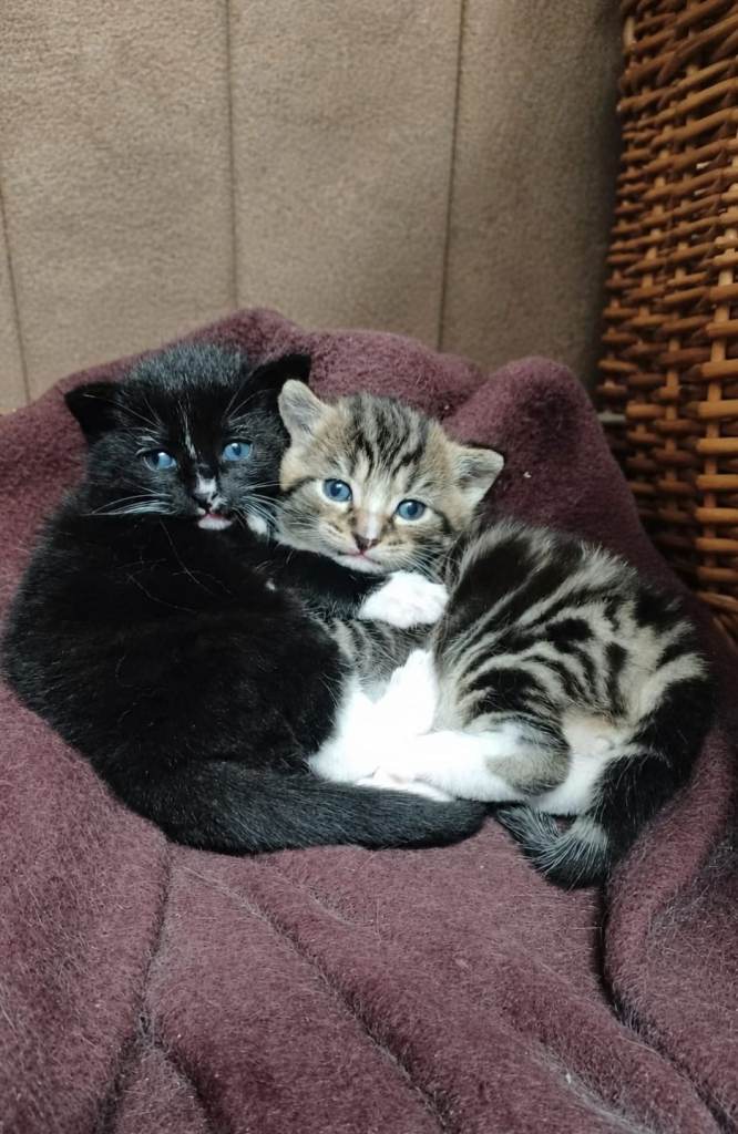 Black Tuxedo kitten - READY TO SELL!