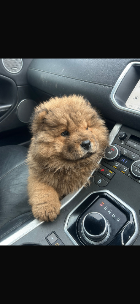 1 brown female  chow chows ready to go 1st Feb 