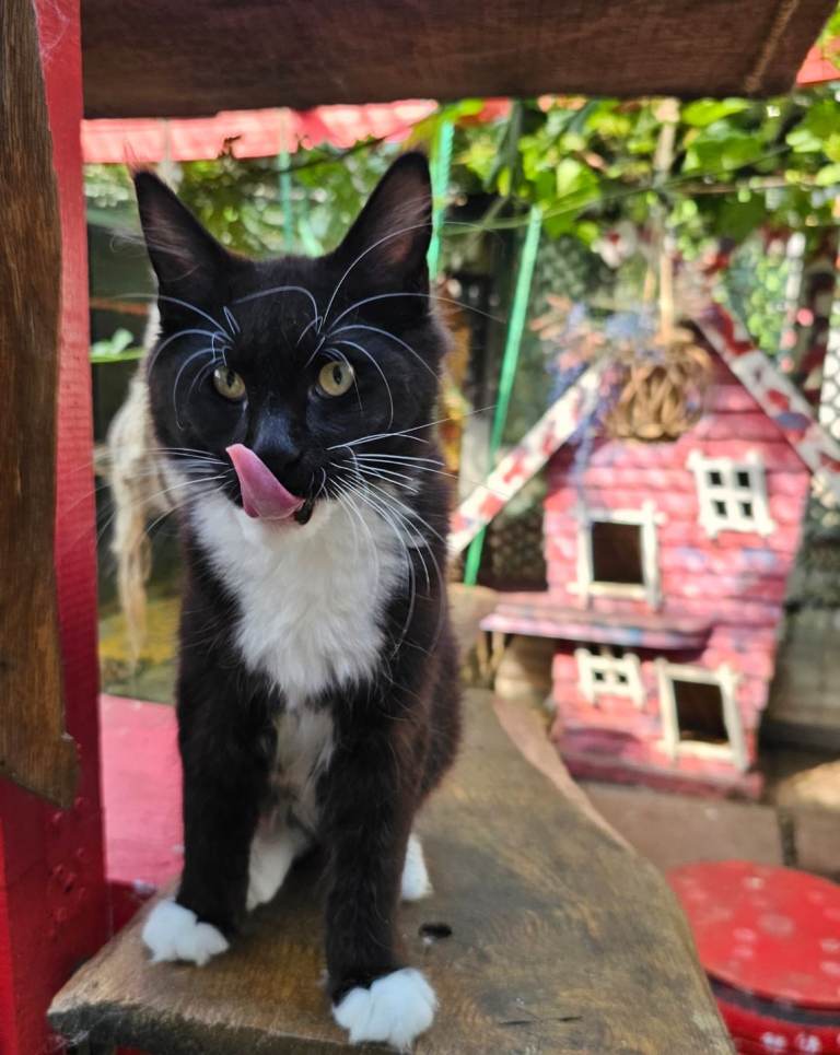 😻😻😻 Only 1 Female Maine Coon Kittens Left!