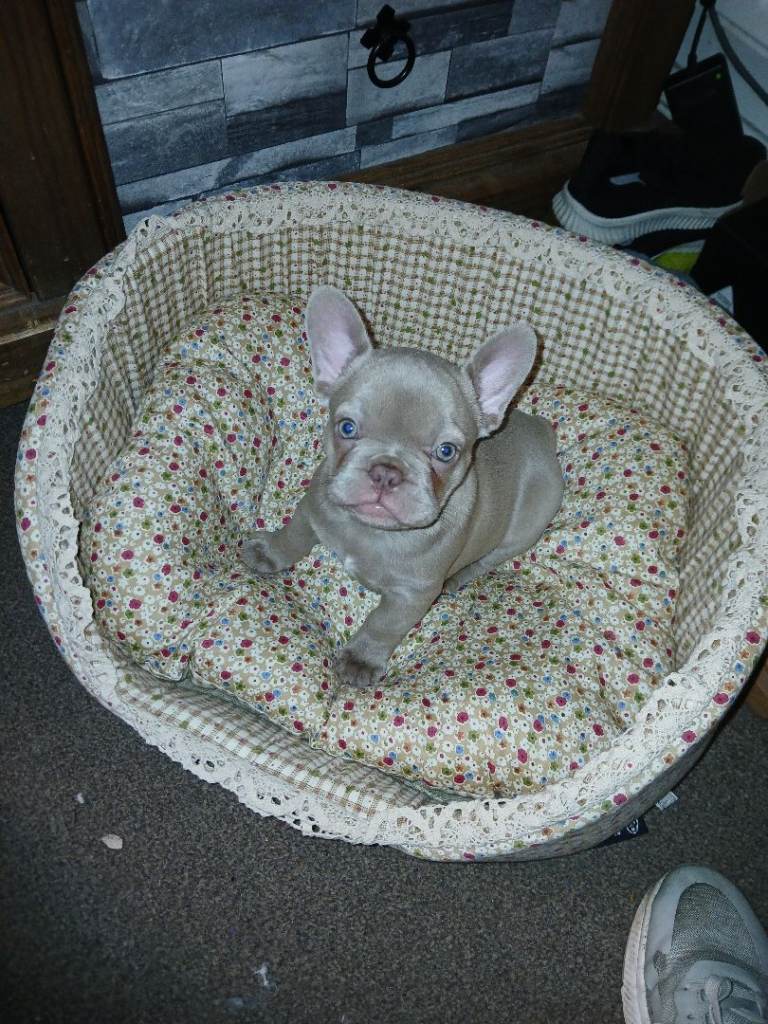 Little girl french bulldog 