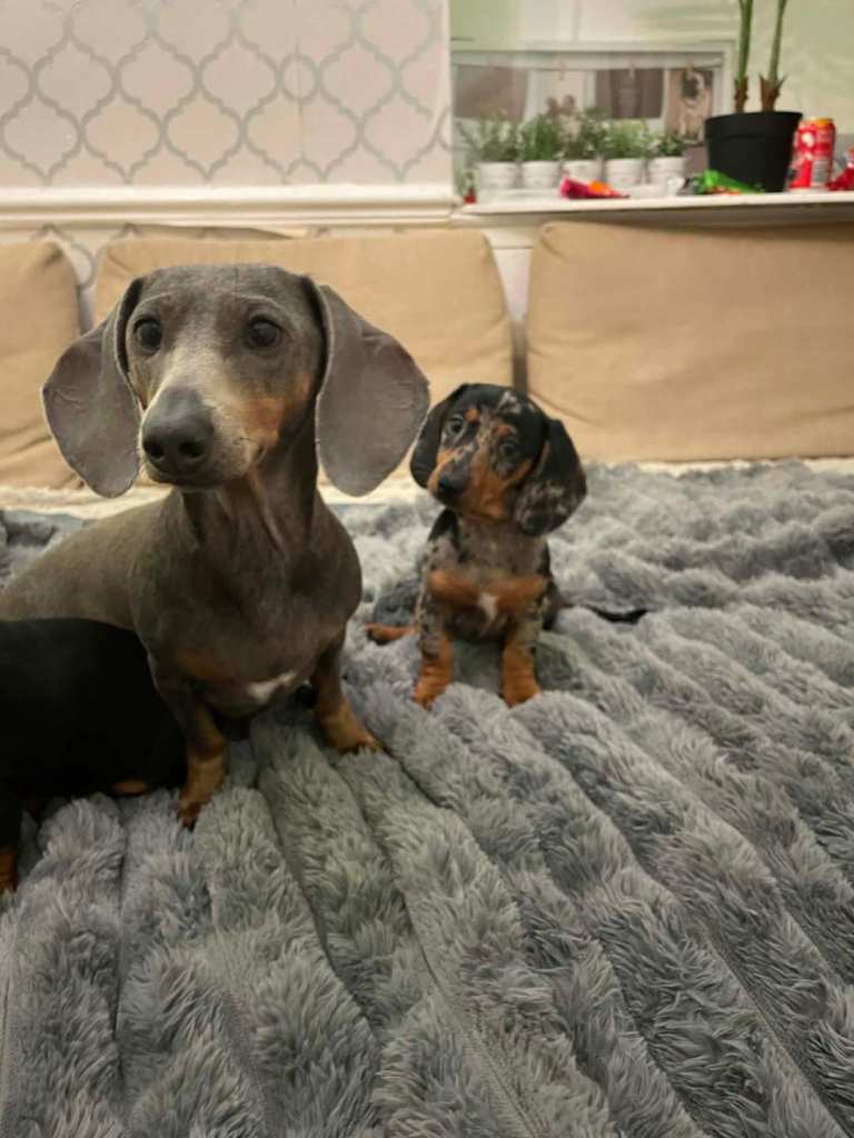 Beautiful miniature dachshund 