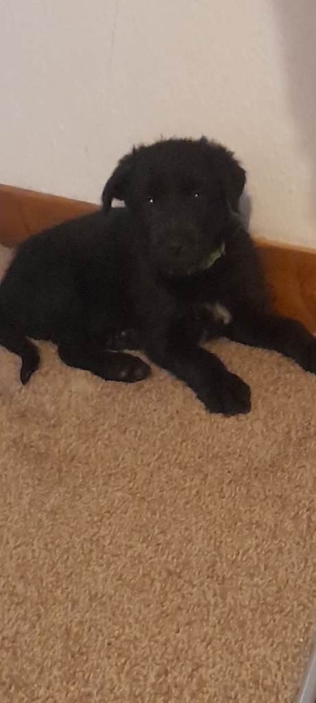 Reserved - Bearded Collie x German Shepherd x Husky x Lab Puppies