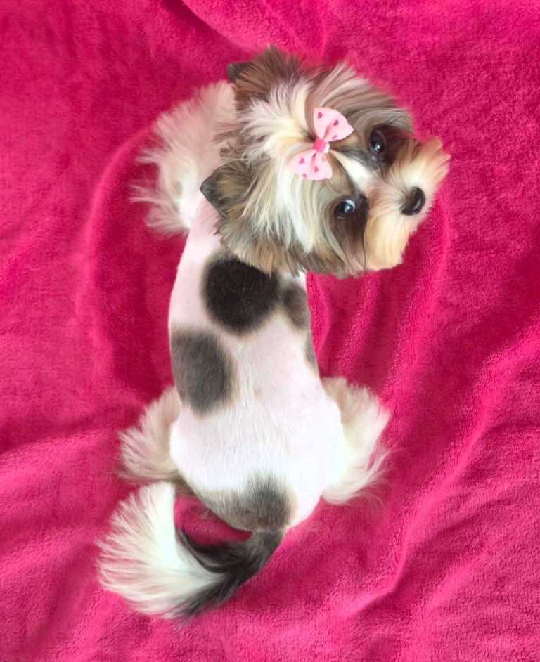 Tiny Miniature Biewer Yorkie Girl – 9 Months