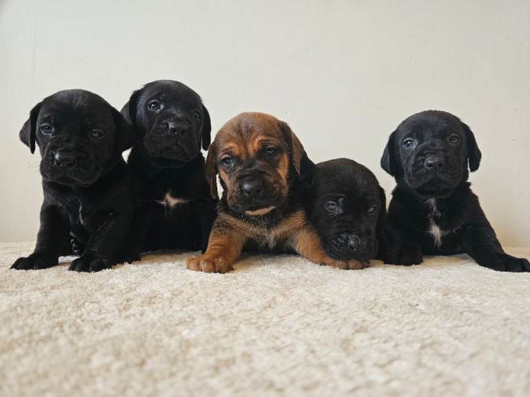 Stunning Pedigree Cane Corso Puppies 
