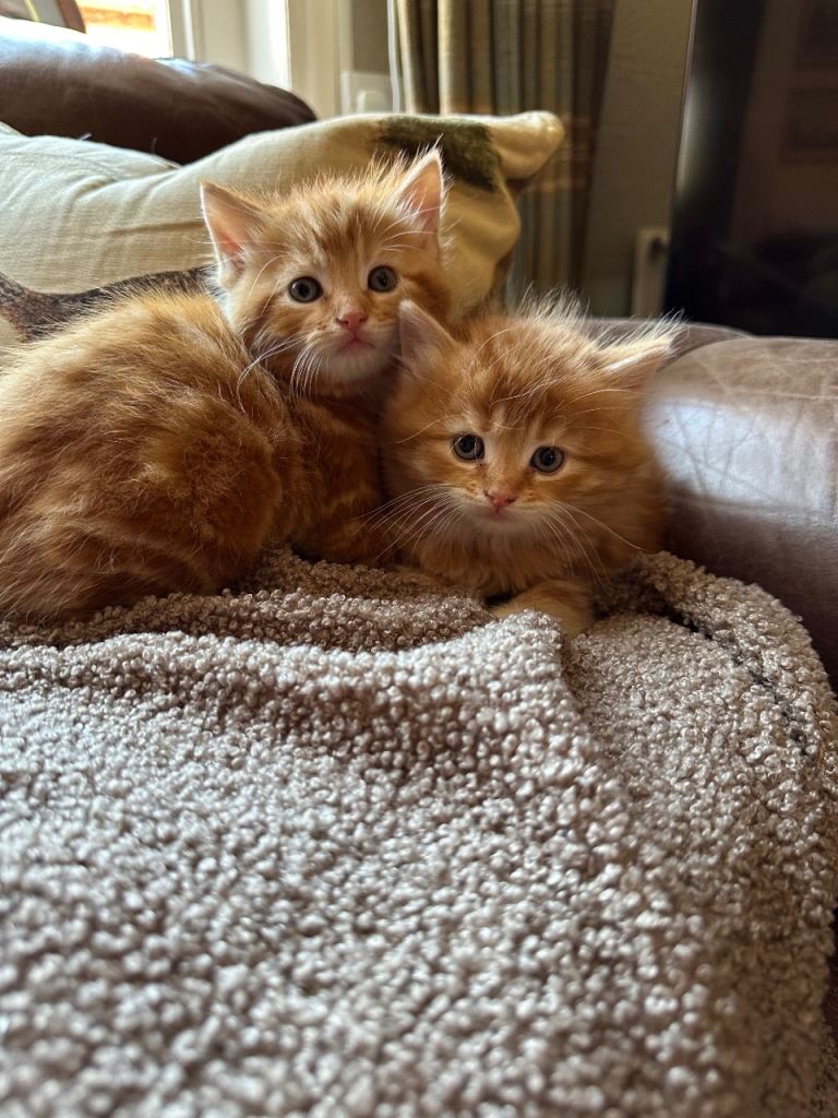 Stunning kittens ready now fluffy/short haired 