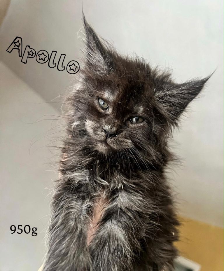 CHAMPIONS LINES TICA REGISTERED MAINE COON KITTENS 