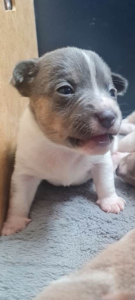 Jack russell pups very rare colours