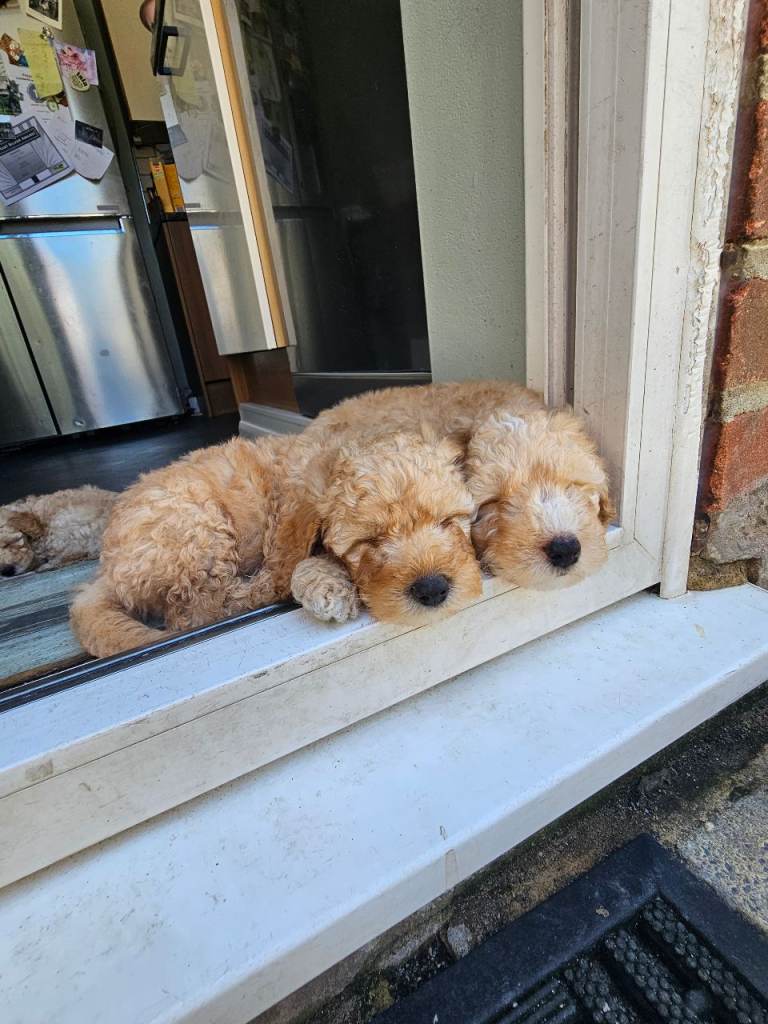 Mini Golden Doodle Puppies Boys