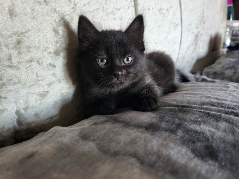 Maine coon cross little boy