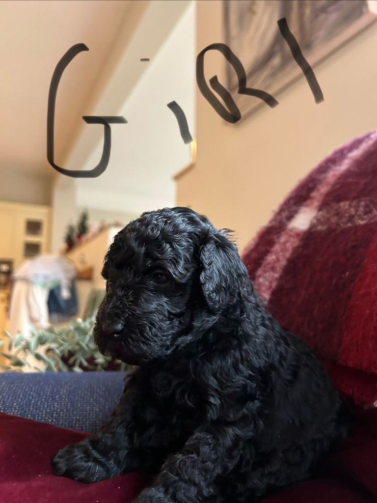 Cockapoo pups