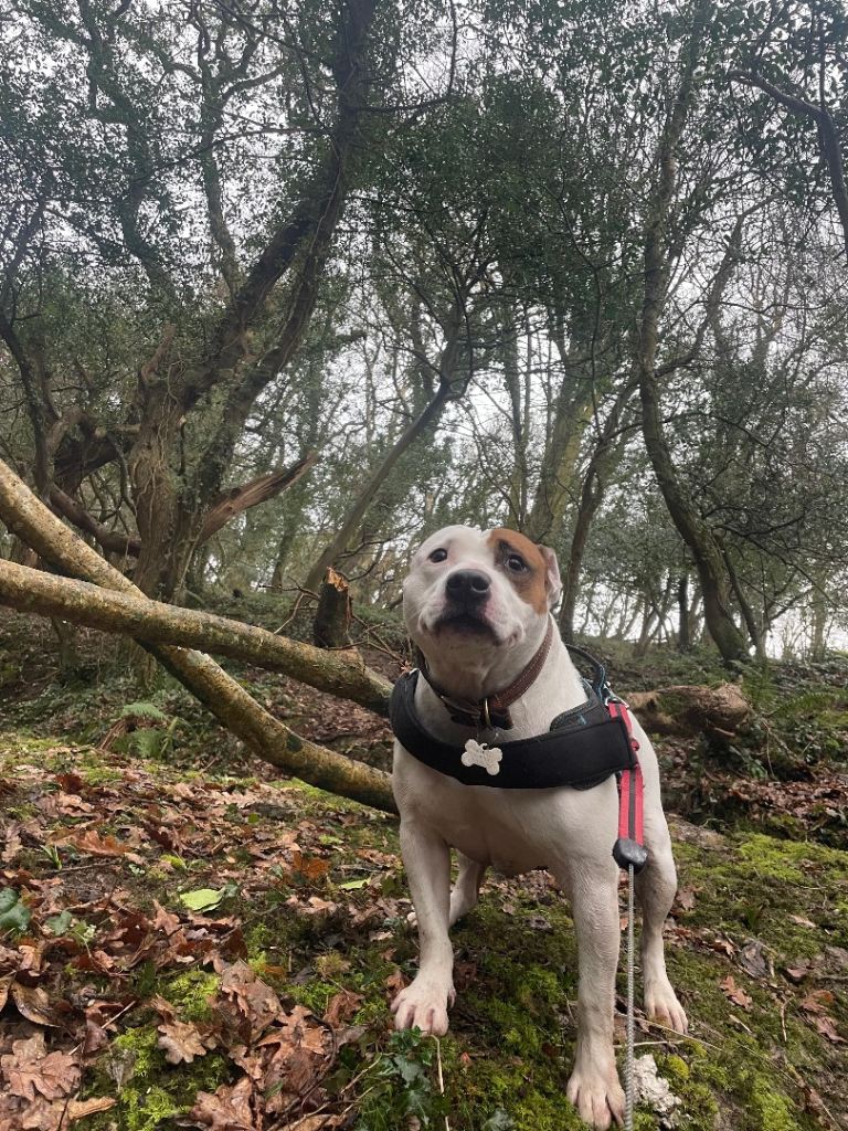 Staffy