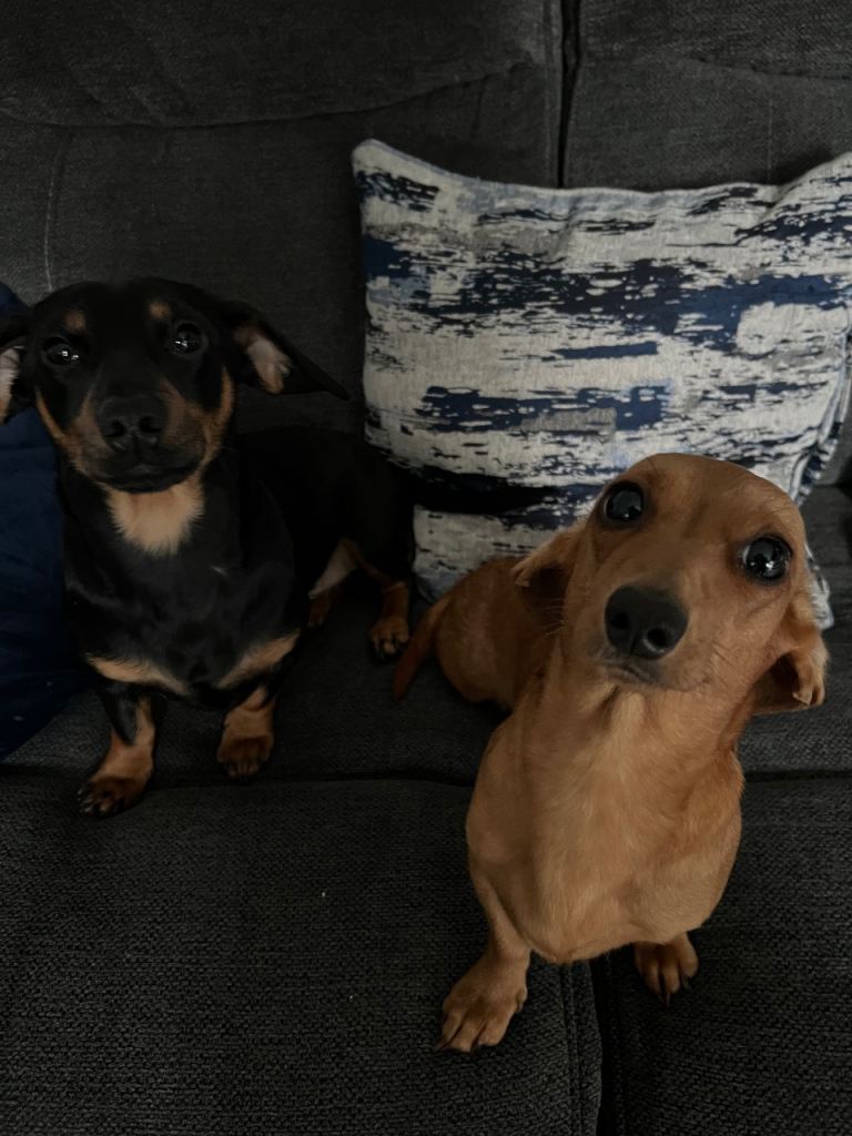 Miniature Dachshund Puppies 