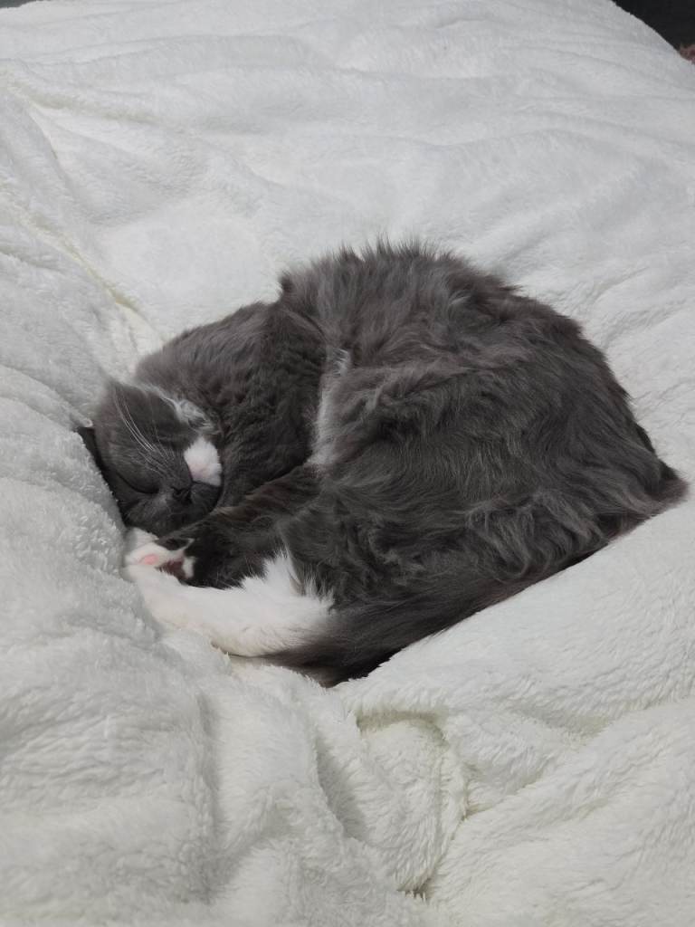 British Longhair Kitten (8 Months) – Very Affectionate, Loves Cuddles **Price Negotiable**