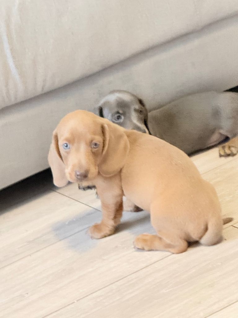 Miniature dachshund puppies!!