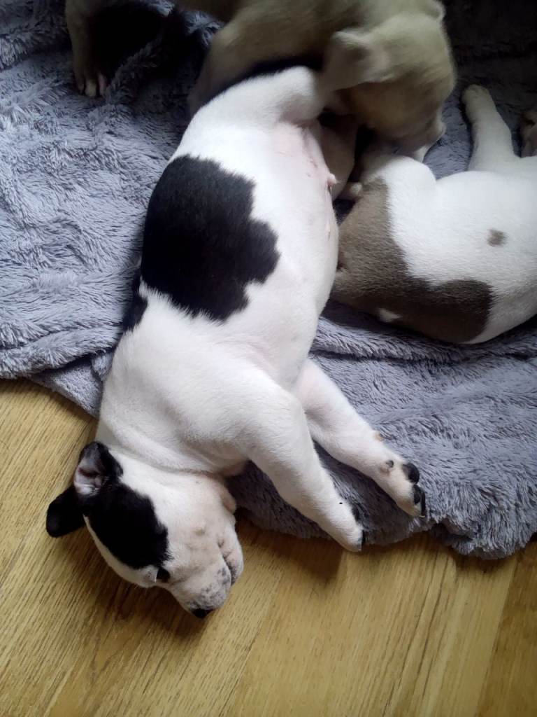 Staffy X Pups 