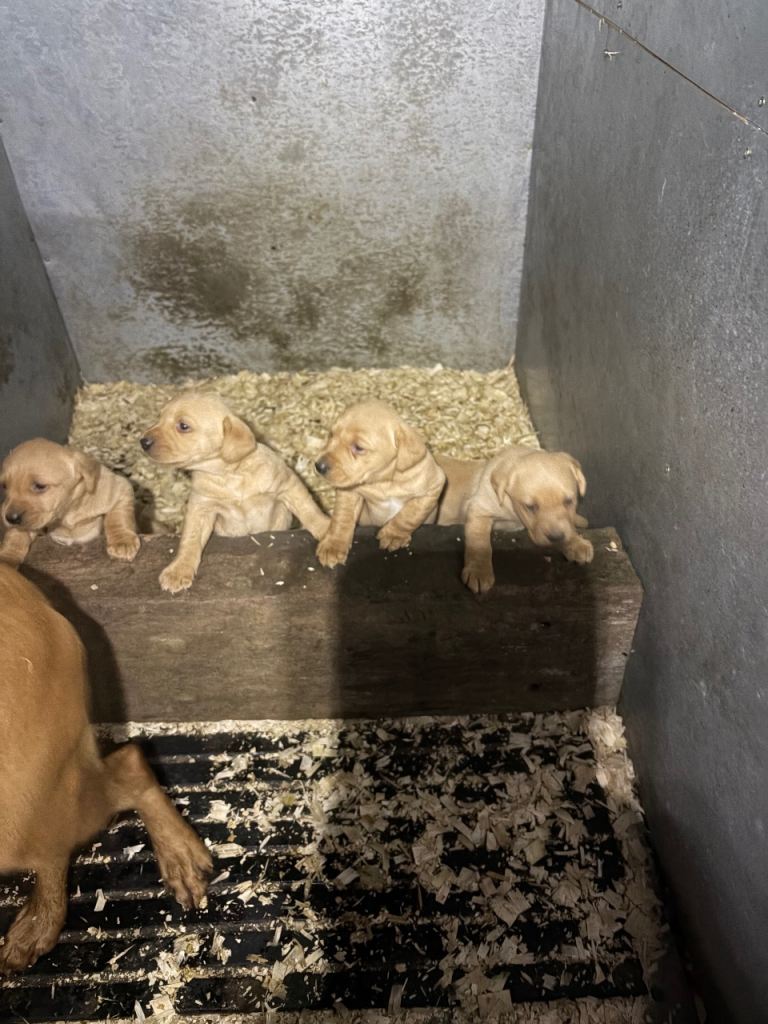 Labrador Puppies 