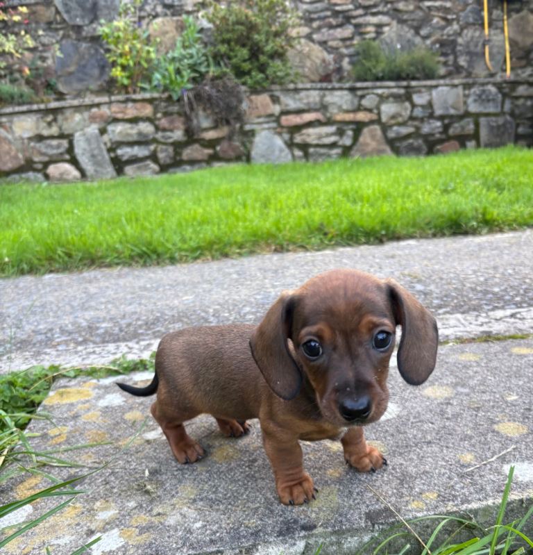 Dachshund puppy for sale 