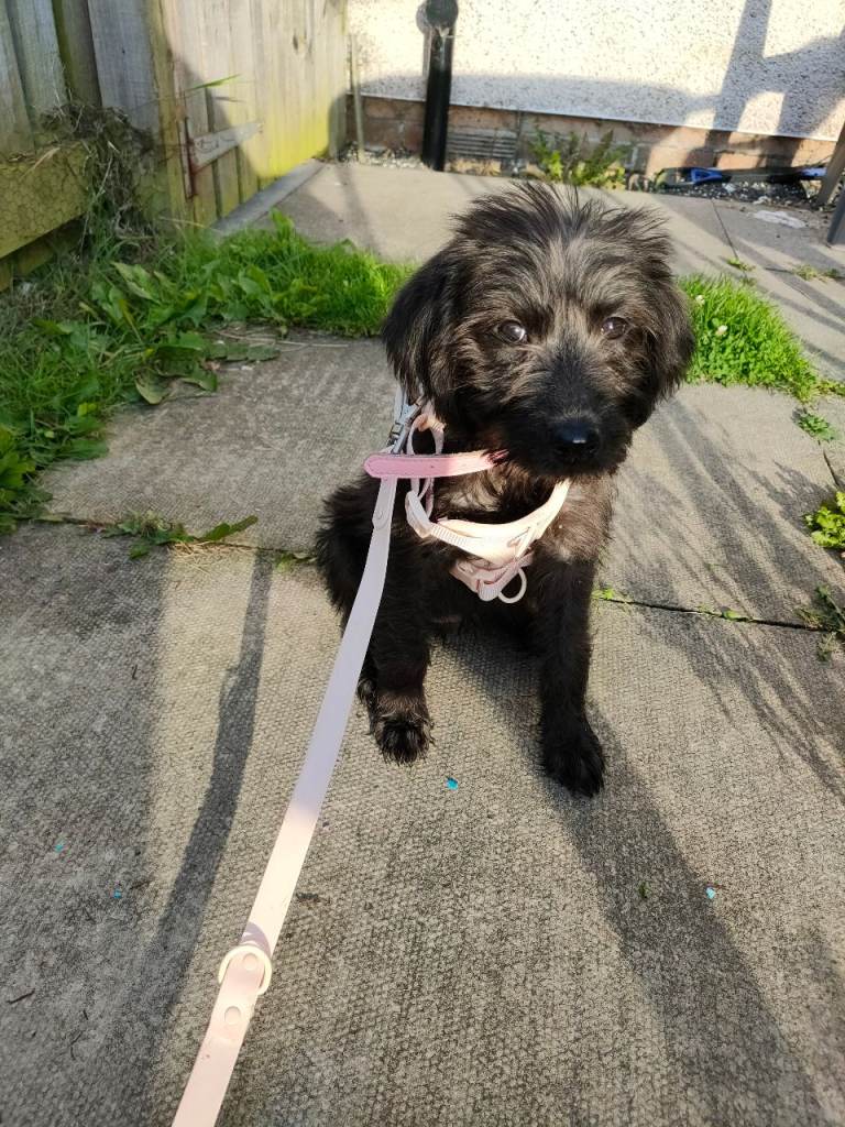Beautiful girl cockapoo 