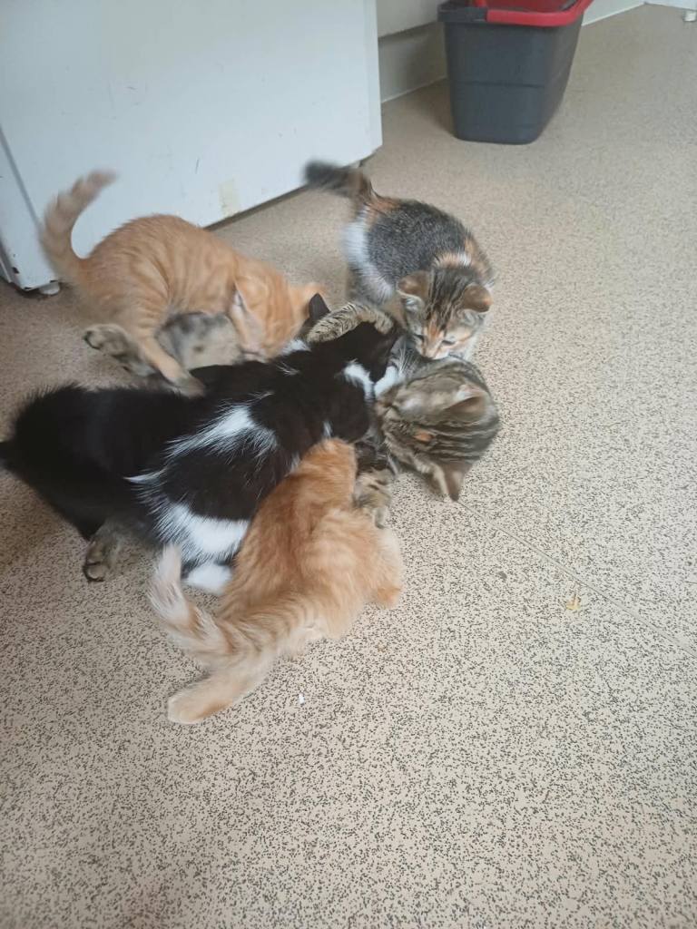 Kittens 8 weeks old Tabby Cats