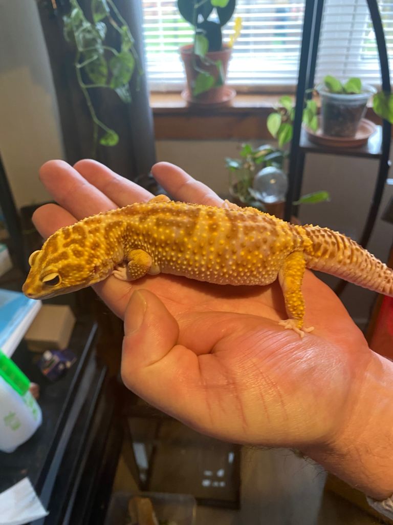 Leopard Gecko’s 