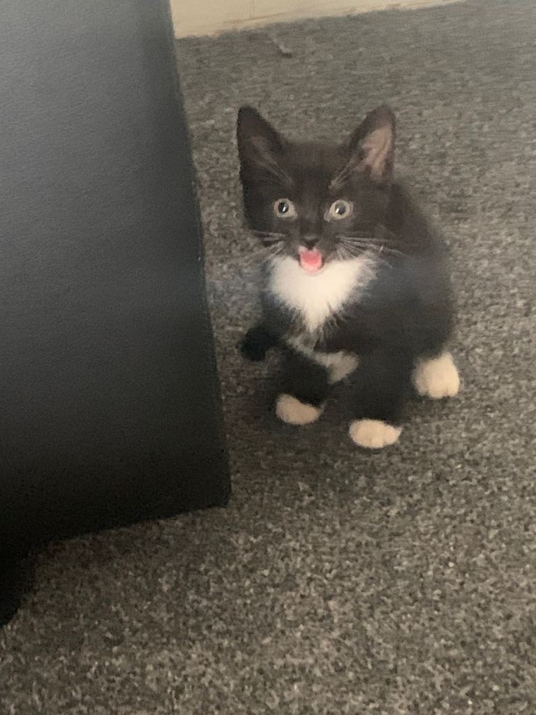 Kitten 