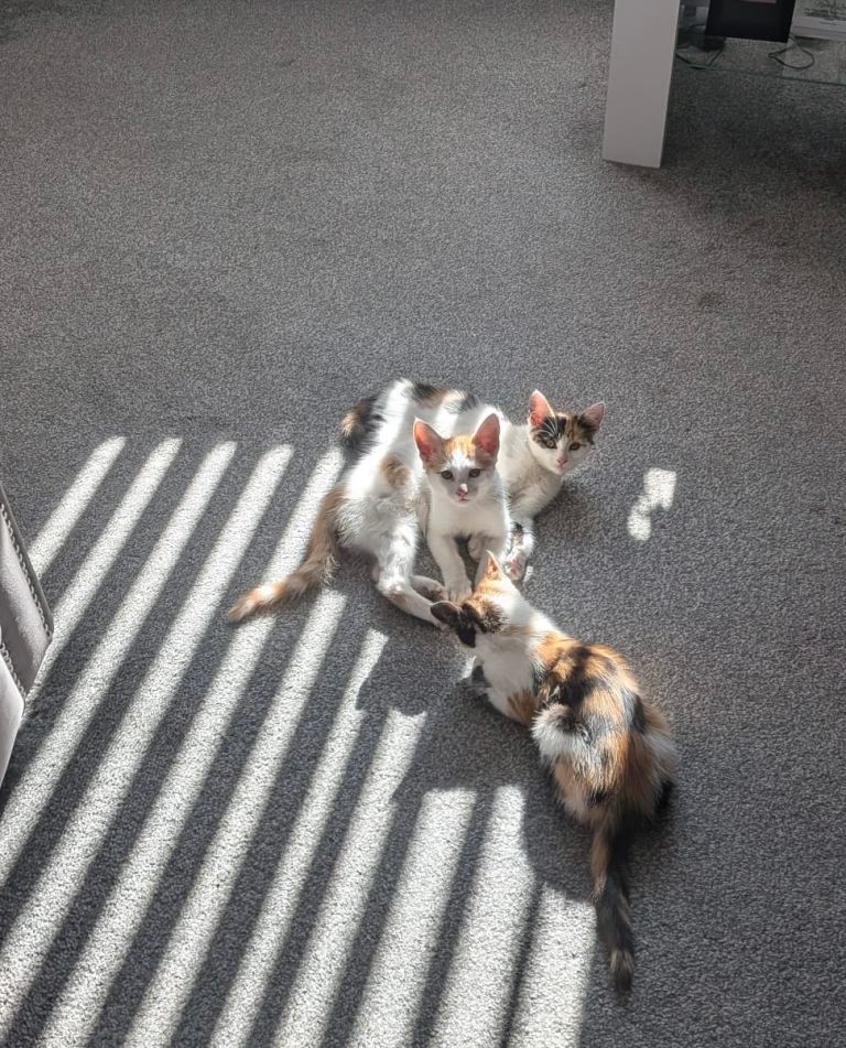 3 months old kitten on sale 